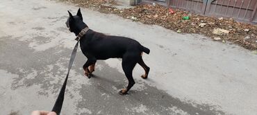 it satış: Doberman