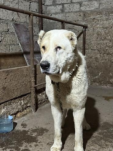 İtlər: Alabay — 4