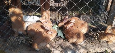 домашний кролик: Крольчата бургундские по 500 сом 2 месяца at lalafo.kg домашний кролик: Крольчата бургундские по 500 сом 2 месяца