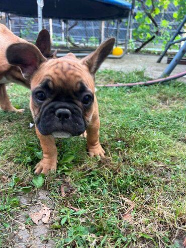 Psi: Francuski buldog, ženski štenci Na prodaju najlepši štenci francuskog