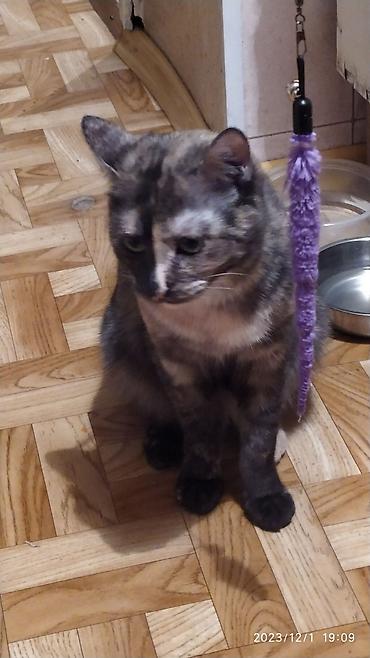 Продажа кошек: Красивые девочки . цветная и белая молодые кошки им скоро год.очень — 9