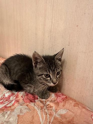 Үй жаныбарлары: Котёнок мальчик, 1,5 месяца лоток на пять полосатый тигрёнок (окрас — 6