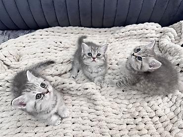 Кошки: Шиншилла, Самка, Самец, Самовывоз — 7