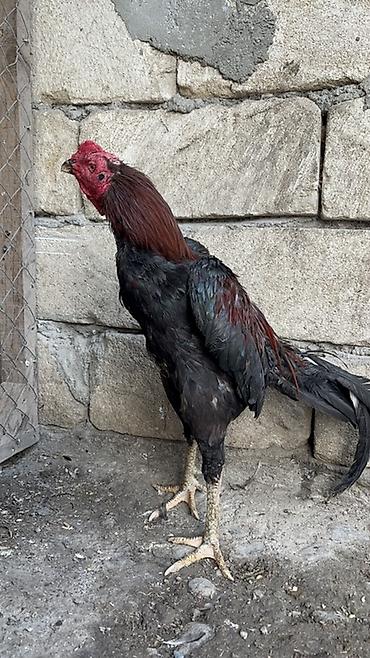 bərdə mal bazari: Xoruz, Heyratı, il: 1, Ödənişli çatdırılma, Rayonlara çatdırılma — 1