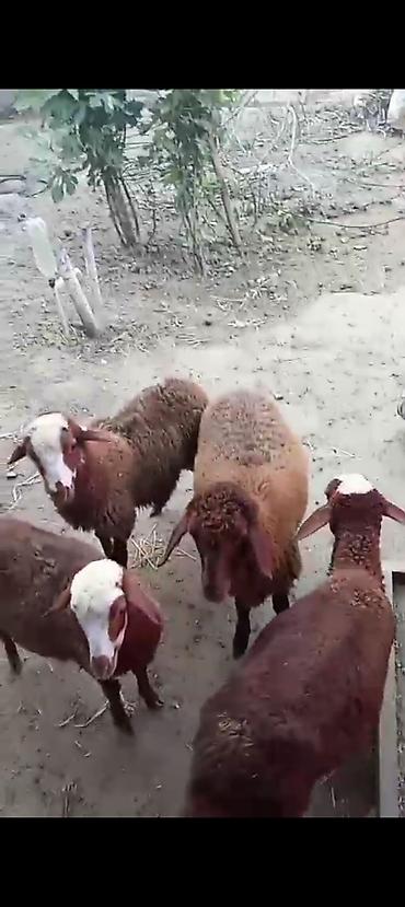 dişi pitbul: Dişi, Qala, il: 1, Damazlıq — 3