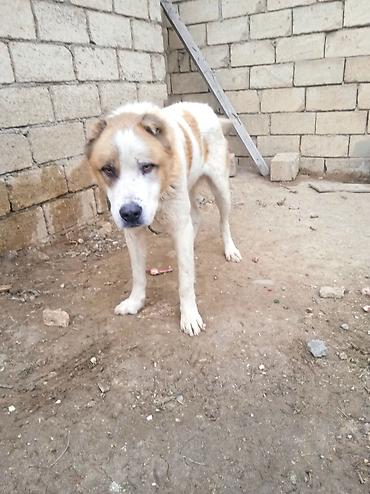 İtlər: Qurdbasar — 6