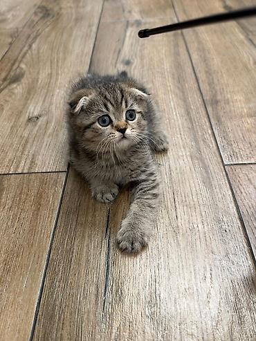 котята: Породистые котята, домашнее разведение. Родились 22 августа ( 2 мес) — 7