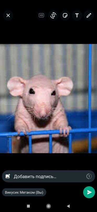 Крысы: Куплю голого крысенка. мальчика. сфинкс или дабл рекс. или частично