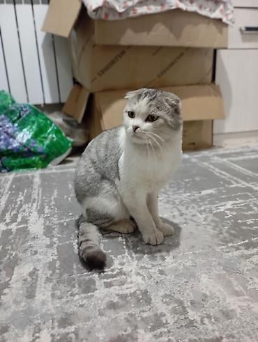 Продажа кошек: Скотиш Фолд (Шотландская вислоухая), 1 год, Мальчик, Биколор, С прививками — 5