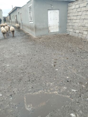 Qoyunlar, qoçlar: 10 eded quzu 4erkey və 6disi qiymət alıcıyla razılaşma yolu ile.Cox — 8