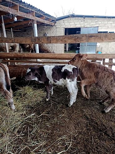 Коровы, быки: Продаю | Бык (самец) | Для разведения | Племенные — 8