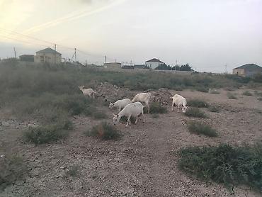 Senan. Kecileri. Sudlu lalafo.az -da Senan. Kecileri. Sudlu