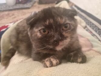 тибетский мастиф собака: Скотиш Фолд (Шотландиялык шалпаң кулак), 4 айлык, Ургаачы, Кара, Лотокко барууга үйрөтүлгөн