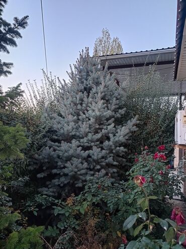 садовый дом: Саженцы деревьев: Ели, Самовывоз