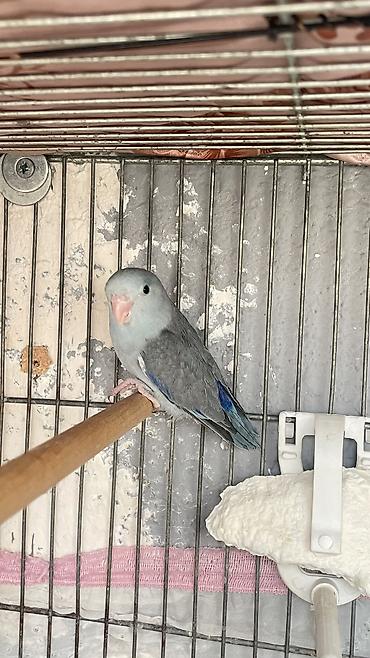 ördək balası və cücə: Nadir rəngli cücələr – əl öyrəşdirilən papuqay balaları - Növ: kiçik — 4