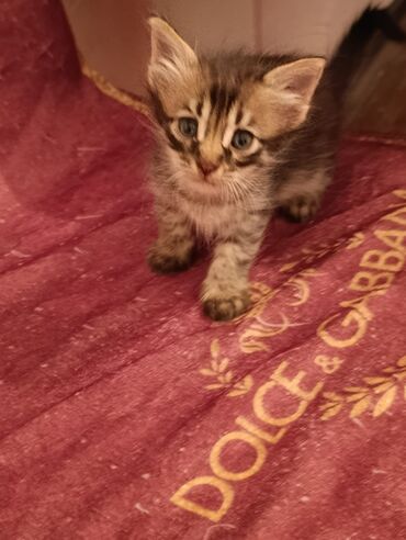 Pişiklər: Tabbi — 5