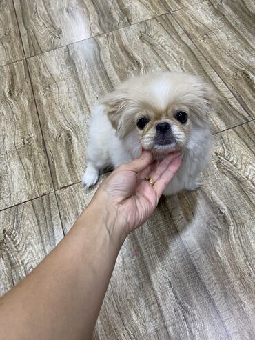 İtlər: Pekines, 3 ay, Dişi, Peyvəndli, Ünvandan götürmə