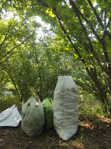 Torpaq sahələrinin satışı: 20 sot, Tikinti, Mülkiyyətçi, Kupça (Çıxarış), Texniki pasport — 10