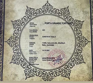 qarğa balası: Kane-Korso, 1 ay, Erkək — 3