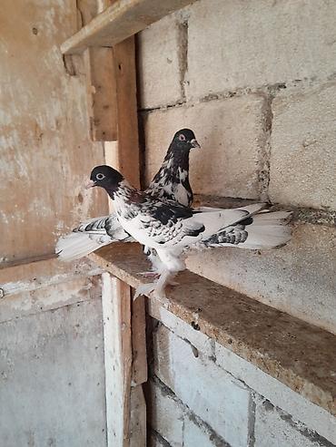 korella quşu acıq sarı 45 azn: Qarabasllar yumrta ustundedi. hundur ayaq 18 19 tuk tam saglamdi — 2