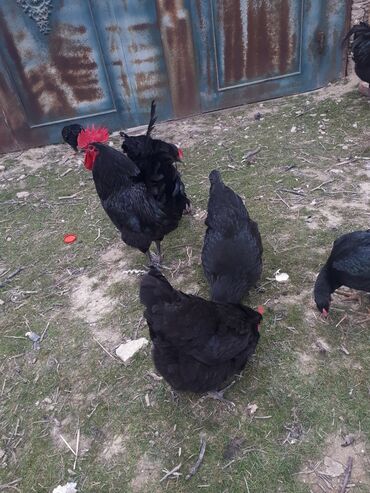 ayam cemani yumurta: Курица, Australop, Для яиц