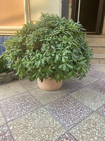 cicək: Saksıda dekorativ həmişəyaşıl kol - Növ: Pittosporum tobira (Yapon — 1