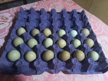 yumurtasi: SUMQAYIT 
Tam mayalı qırqovul yumurtaları 
1 ədəd 1.50 AZN