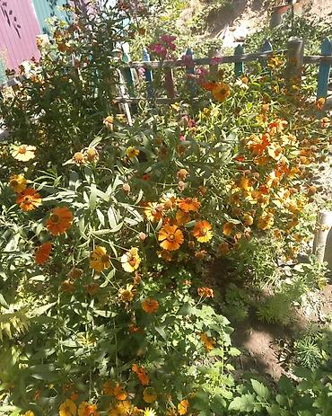 Другие садовые цветы и кустарники: Продаю разные цветы,злаковые: овсяница сизая,мискантус от 200с — 4