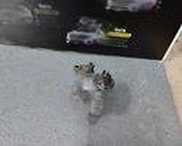 piter auto plac borca: ALTERNATOR 1.6 ZA FORD FOCUS OD 1998. DO 2005. GOD. | SMEDEREVSKA — 3