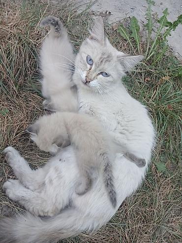 сибирская кошка цена: Котёнок с голубыми глазами - Окрас: светлый кремовый с более тёмными — 3
