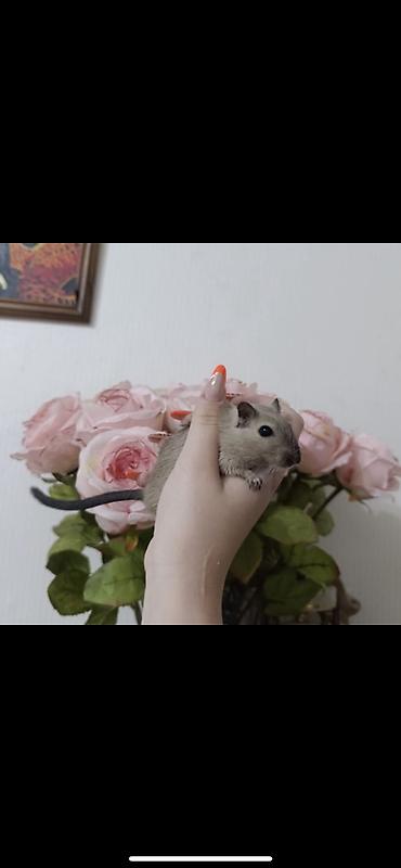 крыса ручная: Продам монгольскую песчанку. Мальчик 5 месяцев. Красивого кофейного — 1