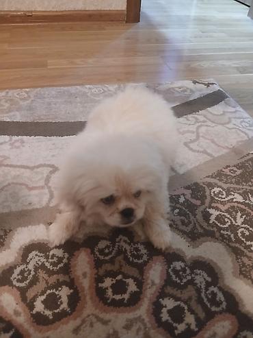 heyvanlarin sekilleri: Pekines — 4