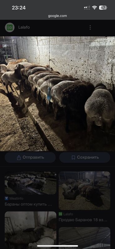 купить овец: Куплю Баранов оптом примерно 100 голов 
Звоните
