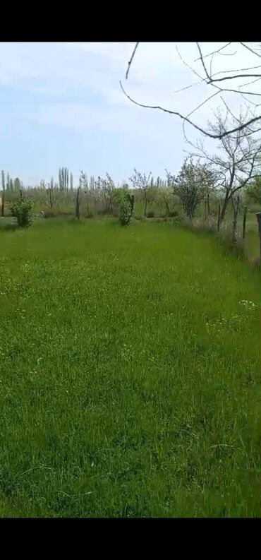 Torpaq sahələrinin satışı: 8 sot, Kənd təsərrüfatı, Mülkiyyətçi, Bələdiyyə -da lalafo.az — 11 Torpaq sahələrinin satışı: 8 sot, Kənd təsərrüfatı, Mülkiyyətçi, Bələdiyyə — 11