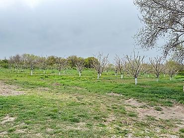 Torpaq sahələrinin satışı: 3000 sot — 7