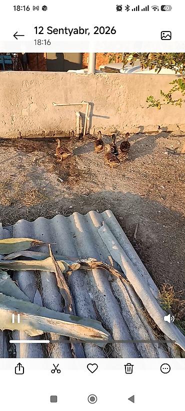 ətlik inək cinsləri: Satılır: ördək sürüs cöl ördəyi bu il cıxıb balaları cutu 40 manat 5 — 2