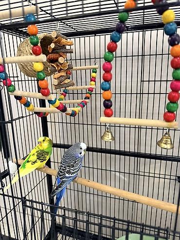 🐦 Продаются волнистые попугаи Продаются 2 волнистых попугая самка и