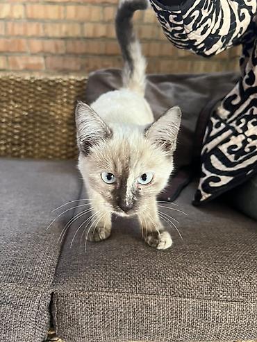 котенок сиамский: Кошка даром: Сиамская, Девочка, Приучена к лотку — 2