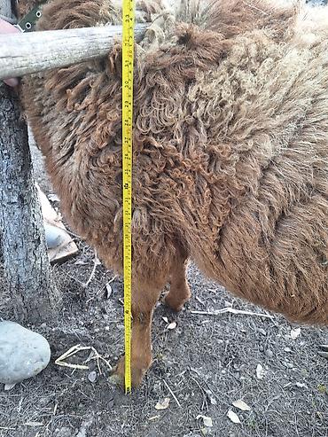 Баран, овца: Продаю | Баран (самец) | Для разведения — 9