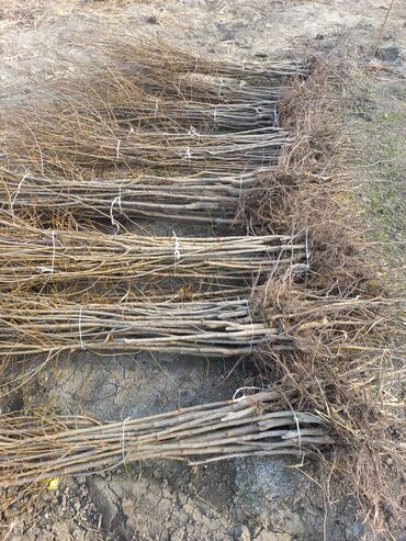 Tinglər: Məhsul: meyvə tingləri Xüsusiyyətlər: - Hər növ meyvə tingləri — 3