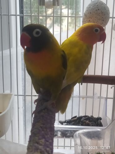 кольчатый попугай цена: Salam Fişer və Nerazlucniklər satılır. tək tək 60 man cütü 100 man
