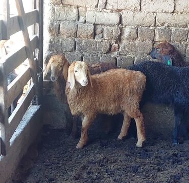 продаю овец: Продаю | Овца (самка), Ягненок, Баран (самец) | Арашан | Для разведения | Племенные, Осеменитель, Матка