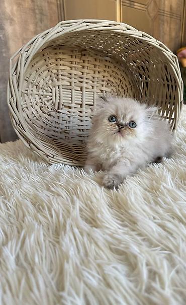 Pişiklər: Fars — 4