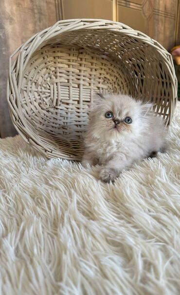 Pişiklər: Şotland yastı qulaq, Erkək, Dişi, Yaxşı əllərə, Ünvandan götürmə, Pulsuz çatdırılma, Ödənişli çatdırılma — 187