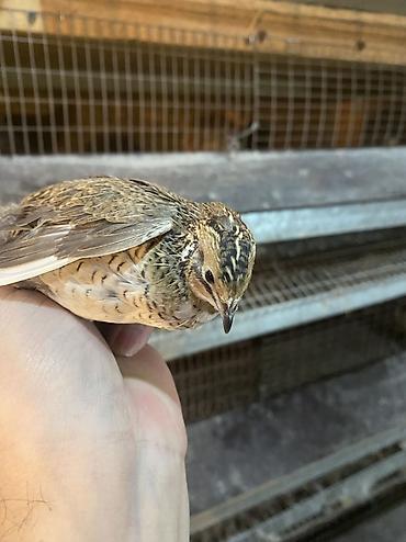 Другие с/х животные: Китайские расписные перепелки - Породы/окрасы: смешанные – тёмные — 25