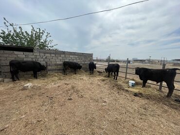 ucuz dana: Bordağa və kəski üçün nəzərdə tutulan super danalar(beylaqan)kom və