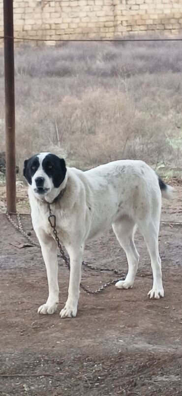 İtlər: Alabay, 1 il, Dişi, Peyvəndli, Ödənişli çatdırılma — 9