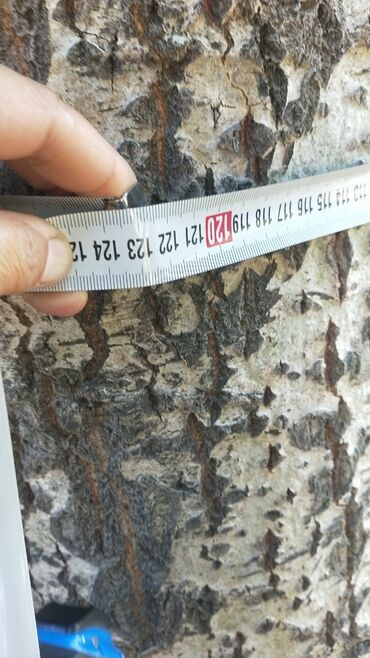 Другие пиломатериалы: Продам деревья тополь на корню. Самовывоз. 4 шт. Почти 20 лет