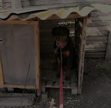 dovşan ucun qəfəs: Rotveyler, 11 ay, Erkək, Peyvəndli, Ödənişli çatdırılma — 2