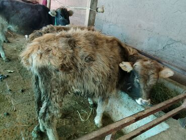 Коровы, быки: Продаю | Тёлка | Алатауская, Полукровка | Для разведения | После отела — 6